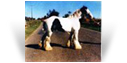 Old Henry - Old Palace Horse - HCs White Horse